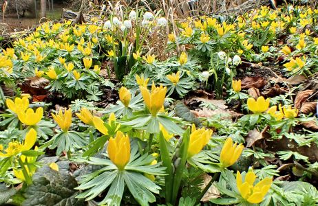 Talovíny a bledule, Botanická zahrada Na Slupi